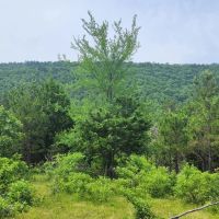 14.6 acrs Buffalo Mtn Woods images 2