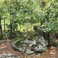 14.6 acrs Buffalo Mtn Woods images 3