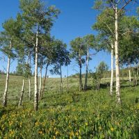 Tomichi Dome Hunting Ranch images 5
