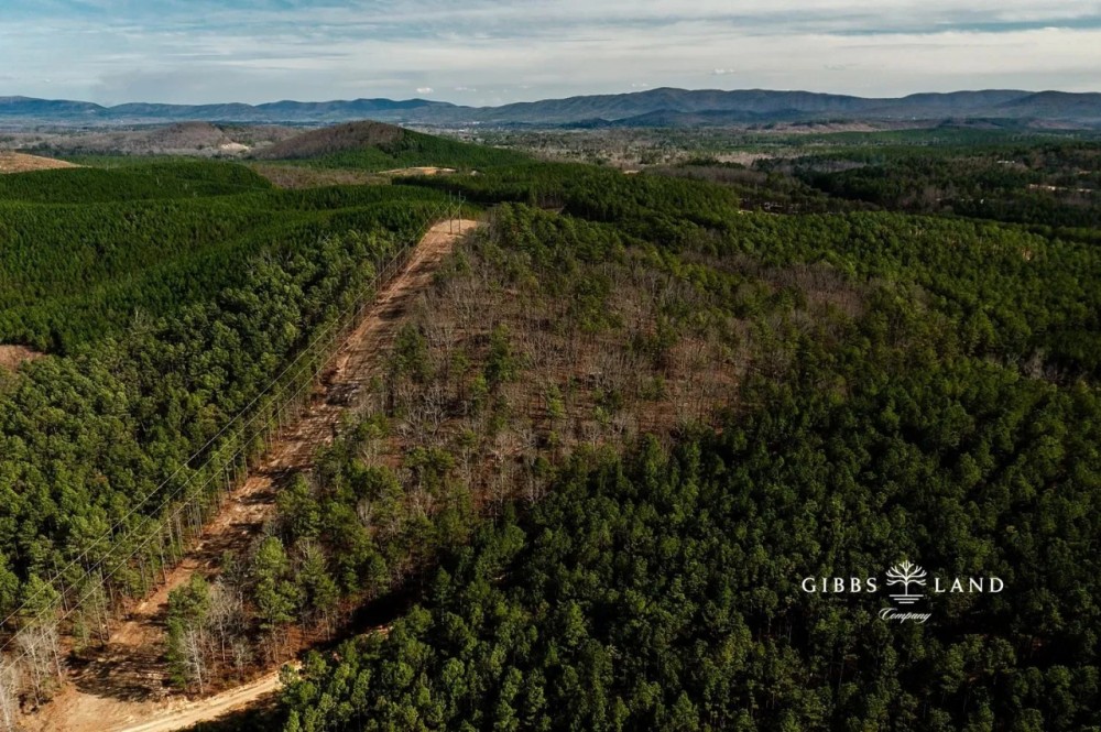 East Alabama Timber Investment - 351 Acres in Cherokee County featured image