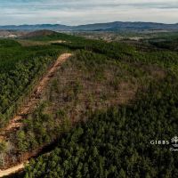 East Alabama Timber Investment - 351 Acres in Cherokee County
