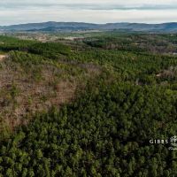 East Alabama Timber Investment - 351 Acres in Cherokee County images 2