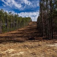 East Alabama Timber Investment - 351 Acres in Cherokee County images 4