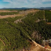 East Alabama Timber Investment - 351 Acres in Cherokee County images 5