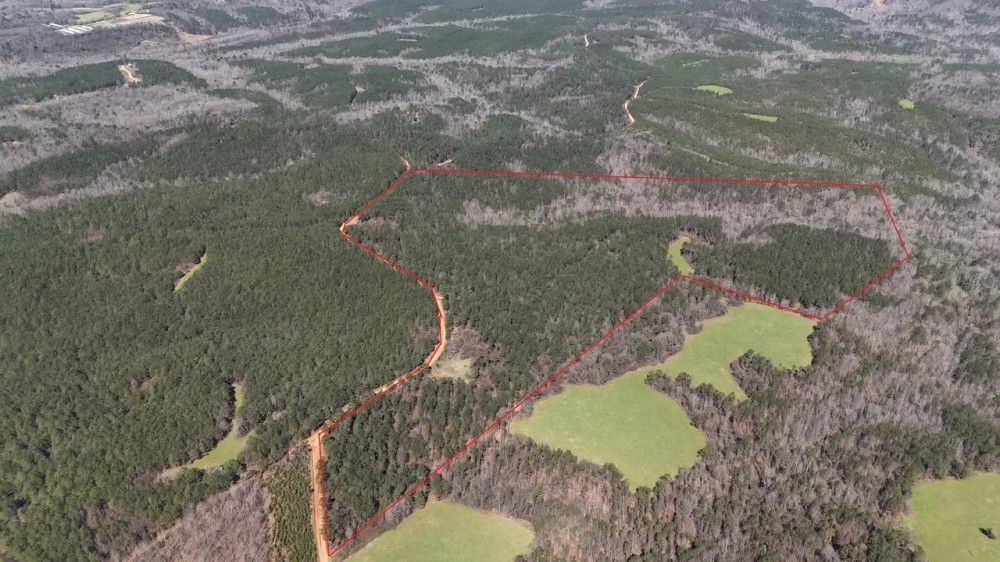 Tuscaloosa County 125 - Acres Recreational and Timber Tract featured image