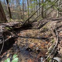 Tuscaloosa County 125 - Acres Recreational and Timber Tract images 3
