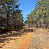 Tuscaloosa County 125 - Acres Recreational and Timber Tract images 5