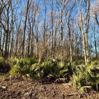 139 - acres Tensas Parish Hunting Land with Income images 4