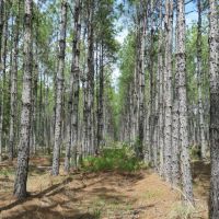 Otter Creek West Tract images 4