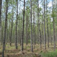 Otter Creek West Tract images 5