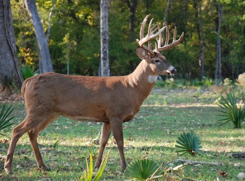 1536 Acre Concordia Parish Tract featured image
