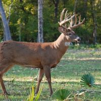 1536 Acre Concordia Parish Tract