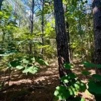 285 Acres in Hancock County in Picayune MS images 5