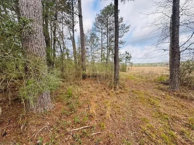 20 Acres South of Columbia MS featured image