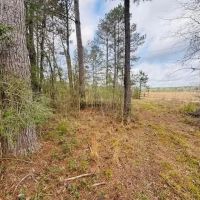 20 Acres South of Columbia MS images 1