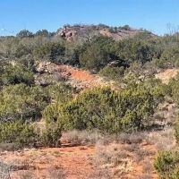 New Listing 341.8 Acres Taylor County images 2