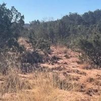 New Listing 341.8 Acres Taylor County images 3