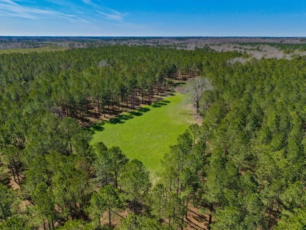 T F Plantation featured image