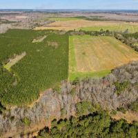 T F Plantation images 3