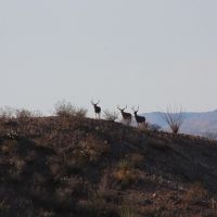 32000 ac. , $20000. Trophy Mule Deer and Aoudad.&nbsp; Last minute Bargain Discount!