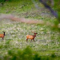Homewood Ranch images 5