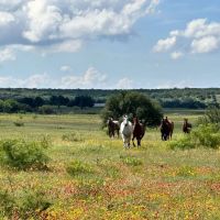 452 - Acres with Lake Springs Scattered Oaks Excellent grasses