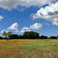 452 - Acres with Lake Springs Scattered Oaks Excellent grasses images 2