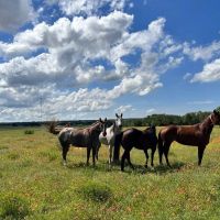 452 - Acres with Lake Springs Scattered Oaks Excellent grasses images 4