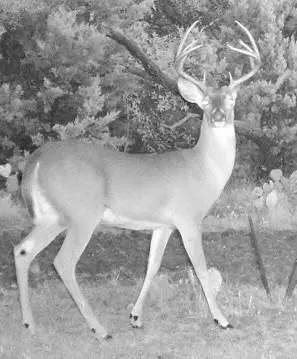 TBD County Road 382 Carlton Texas 76436 featured image