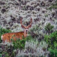 Endless Creeks Ranch images 2