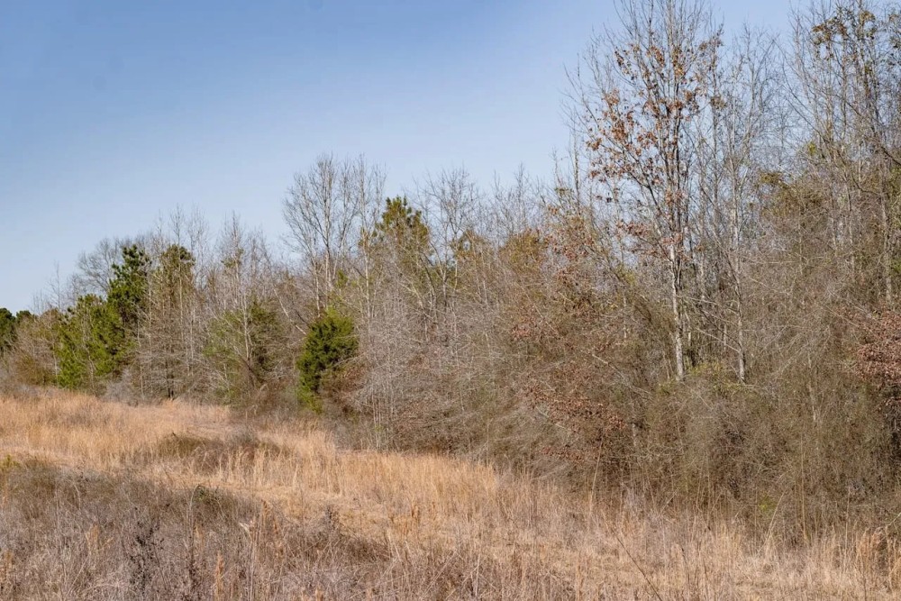 Woodville 45 - SW Lincoln Parish Timber Tract featured image