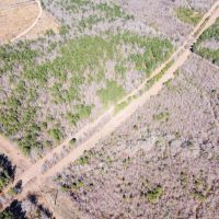 Woodville 45 - SW Lincoln Parish Timber Tract images 5