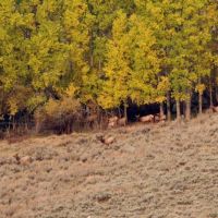 Arrow Ranch images 5
