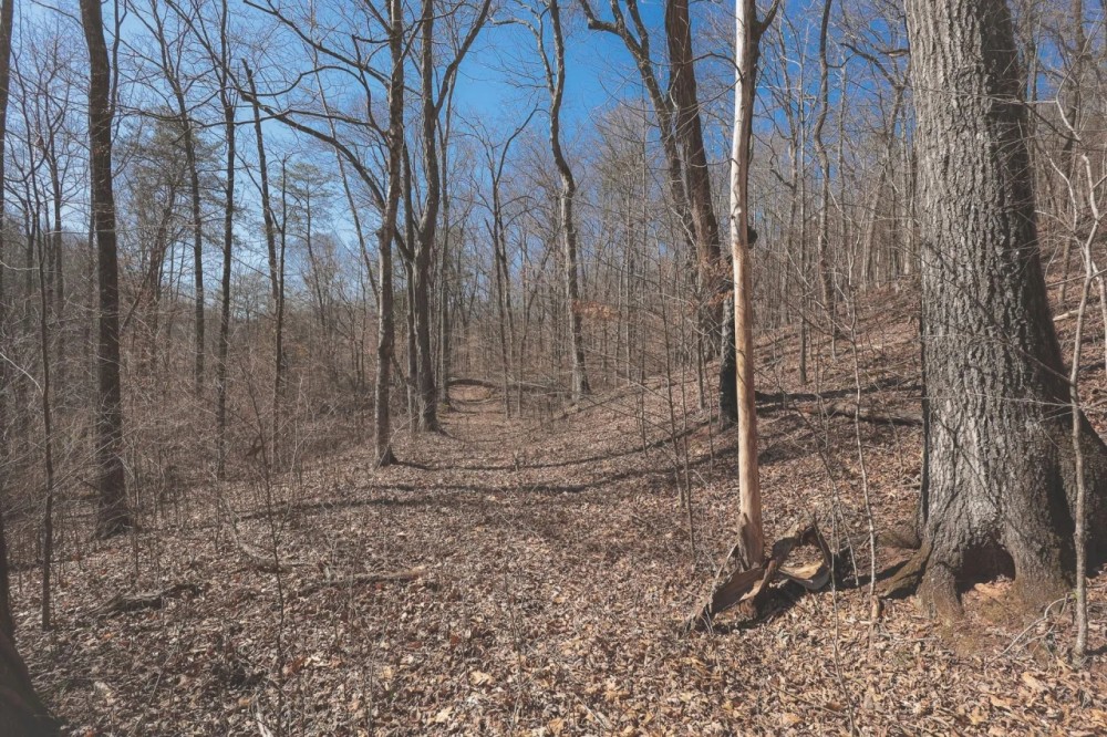 10 Acres in Meigs County TN featured image