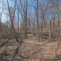 10 Acres in Meigs County TN images 3