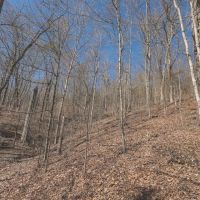 10 Acres in Meigs County TN images 4