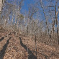 10 Acres in Meigs County TN images 5