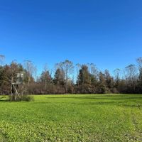 220 Acres in Issaquena County MS images 3