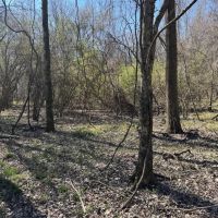 39.95 Acres in Panola County MS images 4