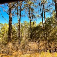 22 Acres Paces Creek T3077-14 images 3