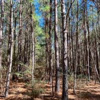 22 Acres Paces Creek T3077-14 images 4