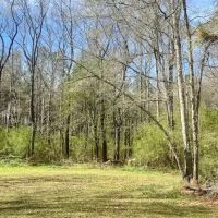 20 acres Beansie Rushing Road images 4
