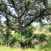 Pristine Land images 2