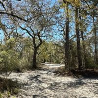 49.19 Acres - Tract 2 on Riverfront Haven on Alapaha River images 4