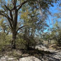 49.19 Acres - Tract 2 on Riverfront Haven on Alapaha River images 5