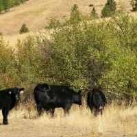Trident Star Ranch images 4