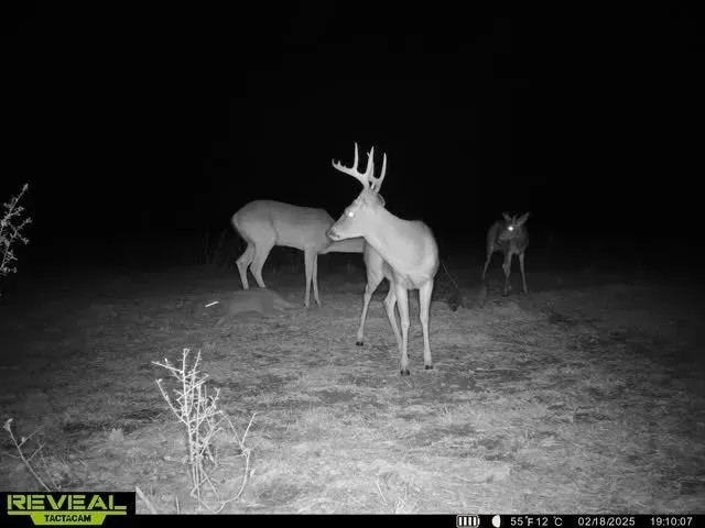 101.7 - Acres in the Heart of the Homochitto National Forest featured image