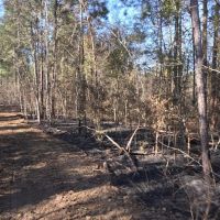 101.7 - Acres in the Heart of the Homochitto National Forest images 5