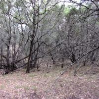 Deer Hunter s Delight images 4
