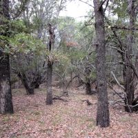 Deer Hunter s Delight images 5